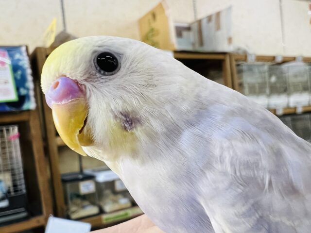 画像更新☆綺麗です❤セキセイインコ(ライラック)入荷しました❤