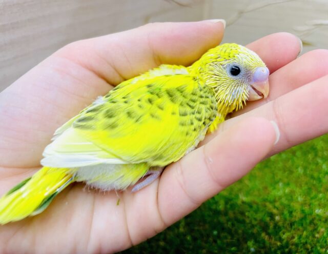 こんなにこんなにドキドキ💛個性的な模様の入り方！　セキセイインコ　ハルクイン
