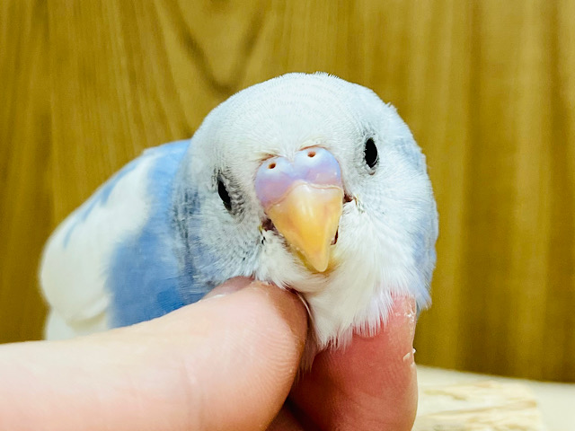 【最新画像更新🪄ひとり餌です‪☆】可愛すぎて困ってます。。。セキセイインコ(パイド) ヒナ