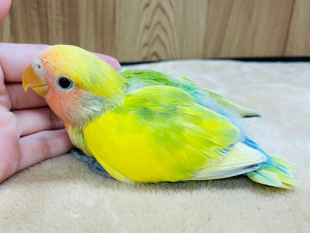 ジュワっと🫧トロピカルフルーツ🍉🍊🍋コザクラインコ(タイガーチェリー) ヒナ