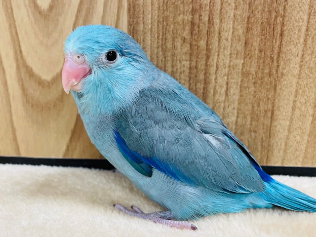 目が合ったら胸きゅん必死♡イケメンくん♡マメルリハ(ブルー)男の子