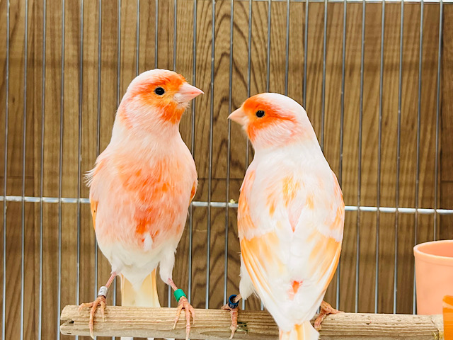 お初です♡霜降り模様がステキです♡デモフィックカナリア ペア