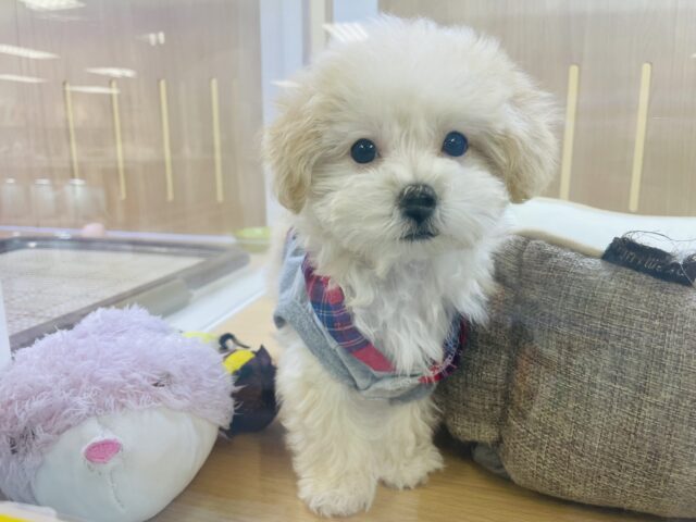 ちっちゃいのに食いしん坊❗️人とご飯が大好きなの甘えん坊マルプー‼️