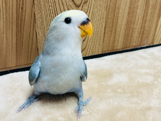 【最新画像更新🪄】表情・仕草にメロメロ必至♡♡コザクラインコ(ブルーチェリーパイド) ヒナ