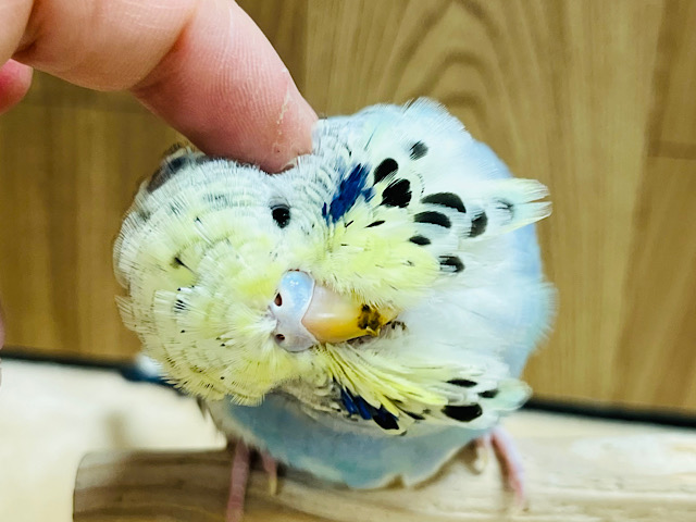 【最新画像更新‪🪄】将来が楽しみなオシャレカラー♪ジャンボセキセイインコ(ノーマルレインボー) ヒナ