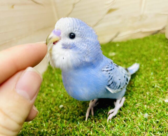 最新画像になりますよ🌟足並み揃えてわんつーさんしー！　セキセイインコ　オパーリン