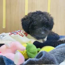 かまってもかまってもアピールが止まらない❗️かまちょすぎるよトイプーくーん😂