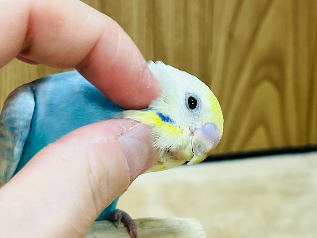 【最新画像更新🪄】シャッター音に反応しちゃう♪セキセイインコ(パステルカラーレインボー) ヒナ