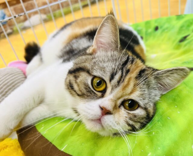 可愛い動画あります♪まん丸おめめとお顔のミヌエットちゃんが来ました！