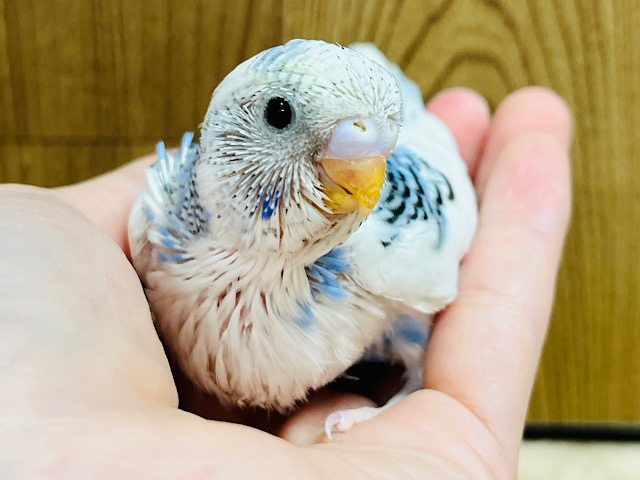 目移りしちゃう！元気いっぱい！！セキセイインコ(パイド) ヒナ