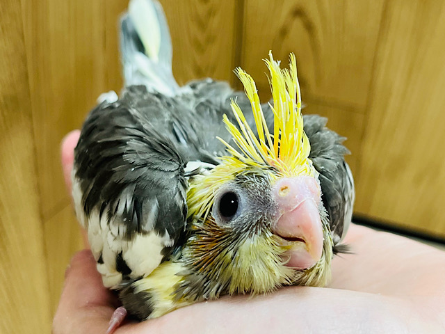 シャイなんです♡タレ目が可愛い♡オカメインコ(パイド) ヒナ
