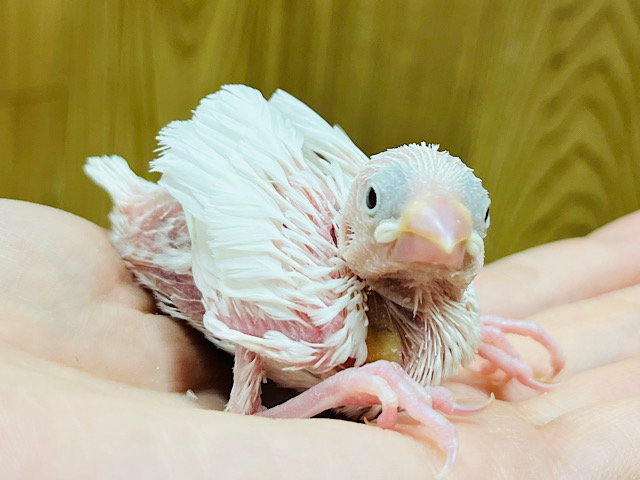 むむむむむ。。。将来は真っ白おもちちゃん♡白文鳥 ヒナ