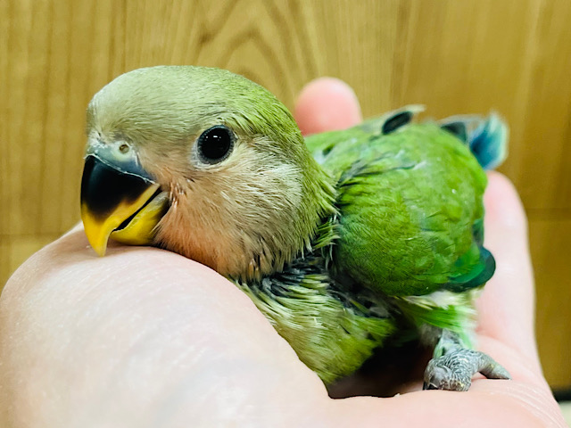 【最新画像更新🪄】癒し系ねむねむインコ♡コザクラインコ(ノーマル) ヒナ