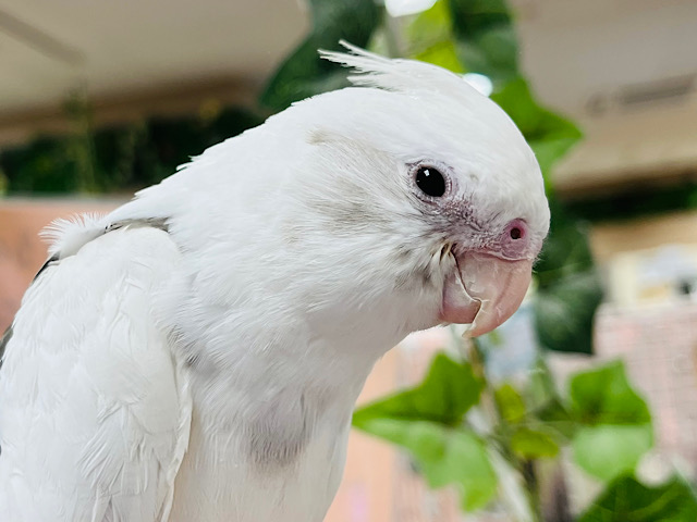 【最新画像更新🪄】とびっきり可愛いヒナがやって来た♡オカメインコ(WFパイド) ヒナ