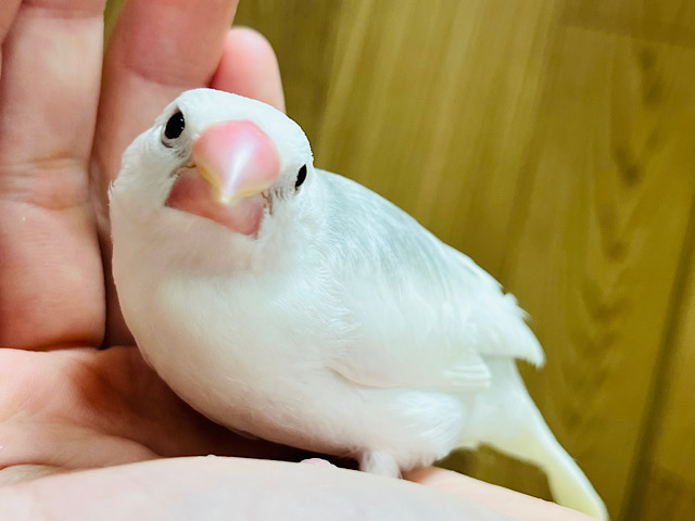 【最新画像更新🪄】まるで双子！？動きがシンクロしちゃう♡白文鳥 ヒナ