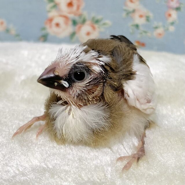 十姉妹 ひよひよちゃん 🐥🪶