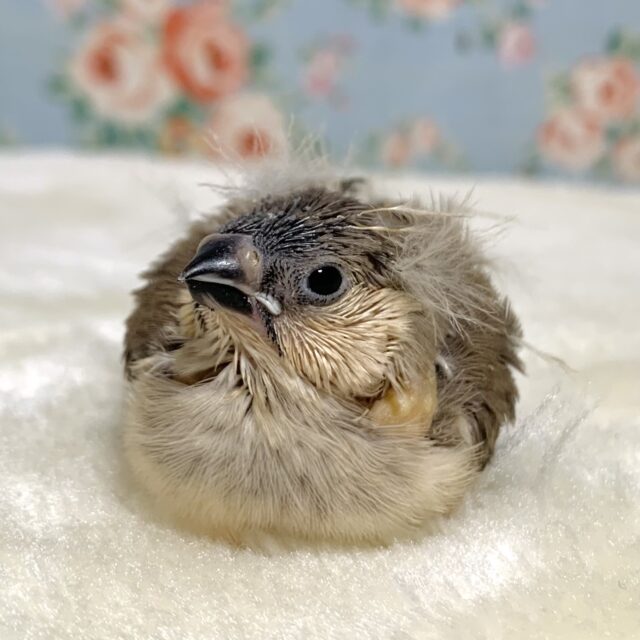 キンカチョウ  ヒナちゃん入舎🍁｡・:＋°｡