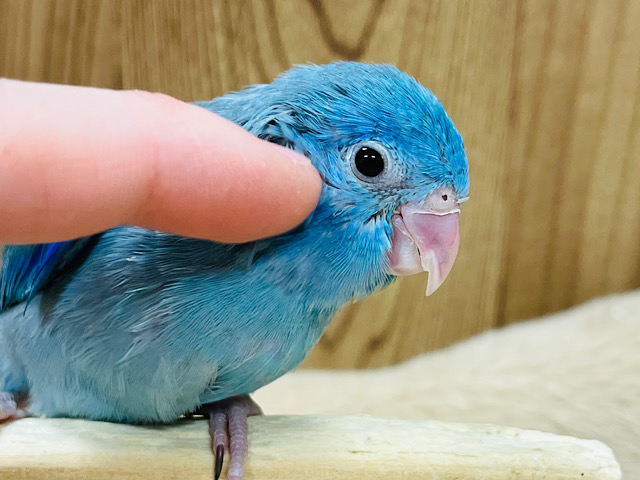 【最新画像・動画更新🪄】おめめキラキラ✨ツクツクボーイ‪☆マメルリハ(ブルー) 男の子 ヒナ