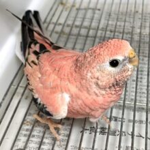 アキクサインコ  ローズ🌹✨