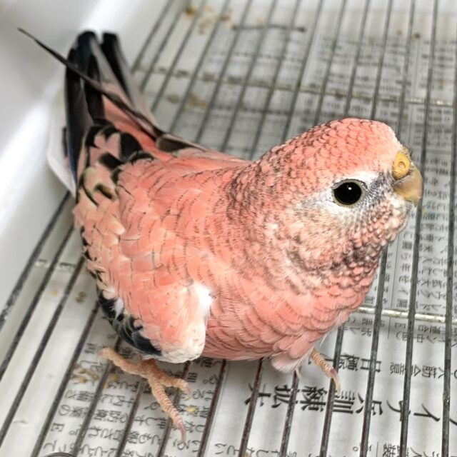 アキクサインコ  ローズ🌹✨