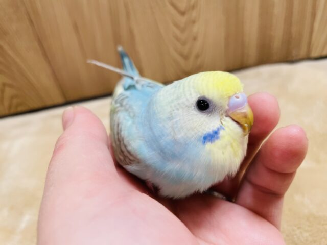 【最新画像更新🪄】将来は愛嬌モンスター？♡セキセイインコ(レインボー) ヒナ