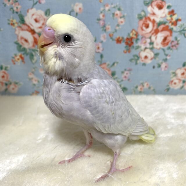 セキセイインコ イエローフェイスライラックモーブ