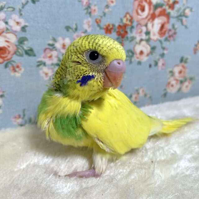 セキセイインコ イエローパイド 🍋🌱