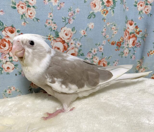 オカメインコ ホワイトフェイスシナモンパイド 🤍🍩＋°｡