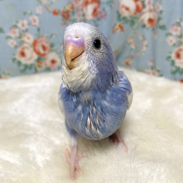 セキセイインコバイオレットスパングルパイド 💠💜🌿‬ ٭