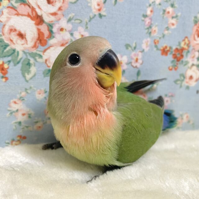コザクラインコ ノーマル 🍎🌿‬