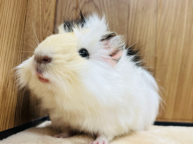 【動画更新🪄】オシャレ番長とは僕のことだよ‪☆アビシニアンモルモット(男の子)