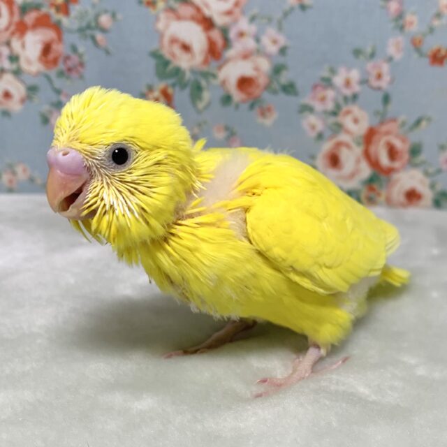 セキセイインコ  イエローダブルファクター  💛🐥💛