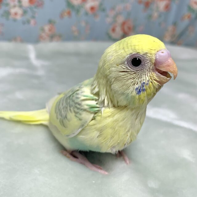 セキセイインコ パステルレインボークリームパイド🍨🤍🪶