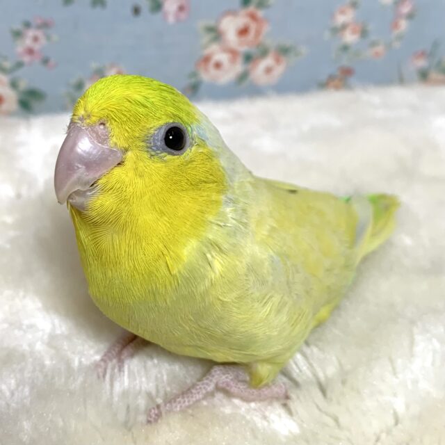 マメルリハ アメリカンイエロー 男の子 🌼💙