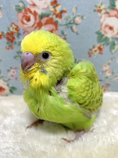 セキセイインコ オパーリンシナモン ‪ 🤎💛🧡