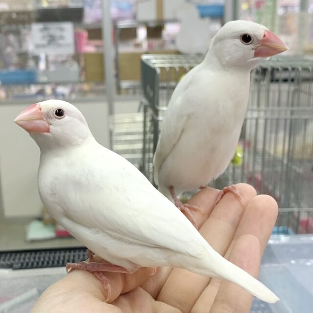 白文鳥ちゃん、2羽入舎しました〜🕊🍀🌼