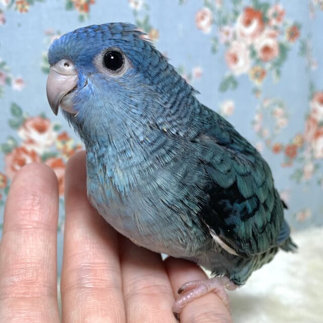 サザナミインコ  コバルト 💙‪｡・:＋°｡★