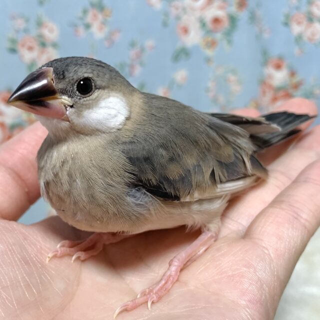 桜文鳥ちゃん🌸･.｡*･.｡*