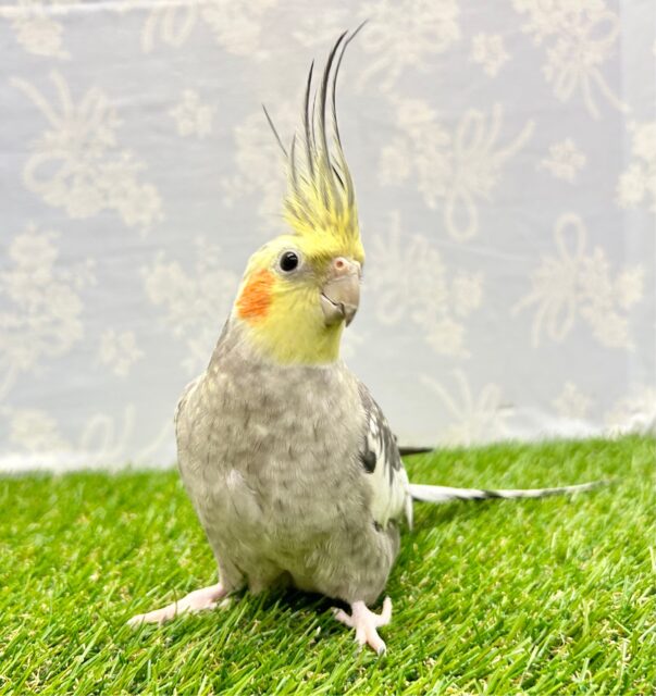 かっこいいモヒカン😎オカメインコ (パール) 2023年3月生まれ