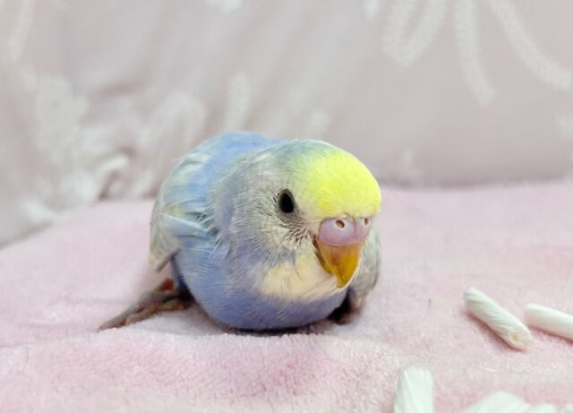 かわいい🩵セキセイインコ (パステルレインボー) 2023年10月生まれ