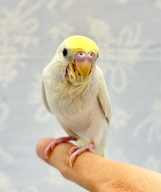 人気カラー✨️セキセイインコ (イエローフェイスライラック) 2023年10月生まれ