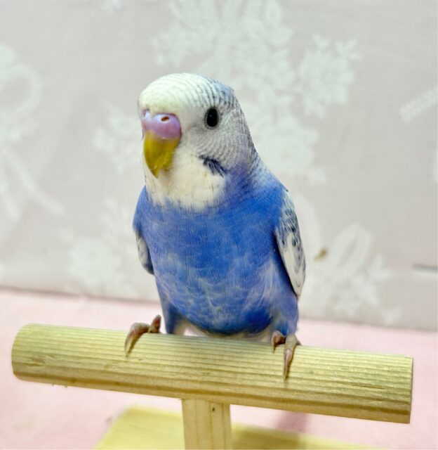 優しいカラー🩵セキセイインコ (ブルースパングル)2023年9月生まれ