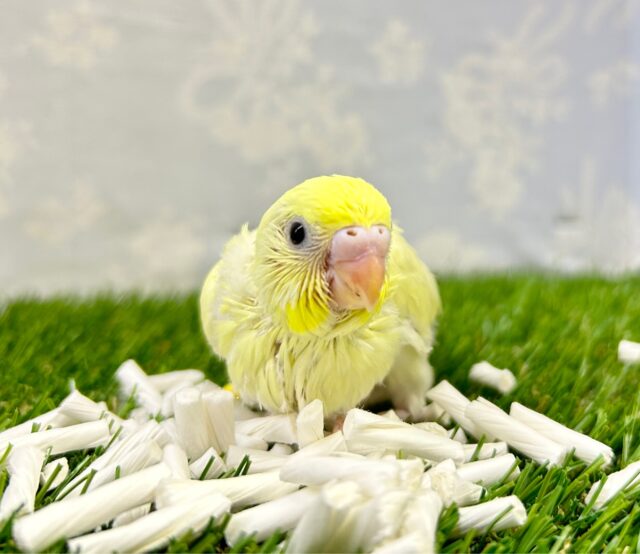 優しいカラー💛セキセイインコ(クリーム) 2023年11月生まれ