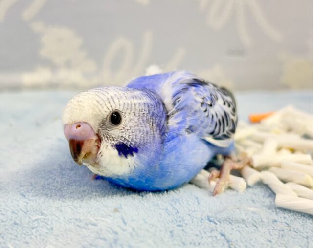 淡い青‪💙セキセイインコ (オパーリン) 2023年11月生まれ