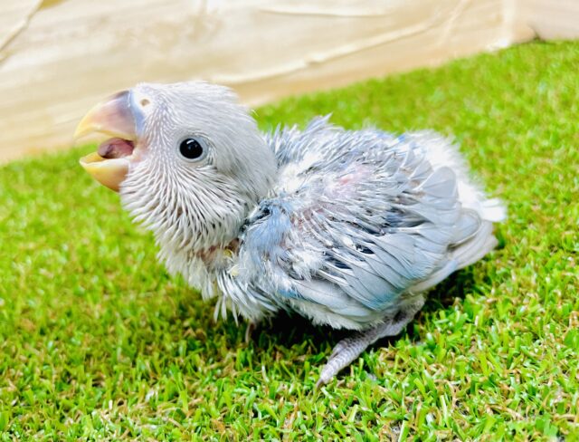 🫧🫧例えばサイダーみたいにもっとシュワシュワしちゃってもいいかも🫧🫧　コザクラインコ　ブルーオパーリン