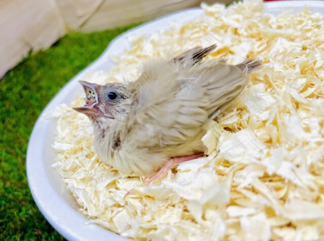 いつもキラキラ纏って🌟らしく進みたいの✨　キンカ鳥　シナモン