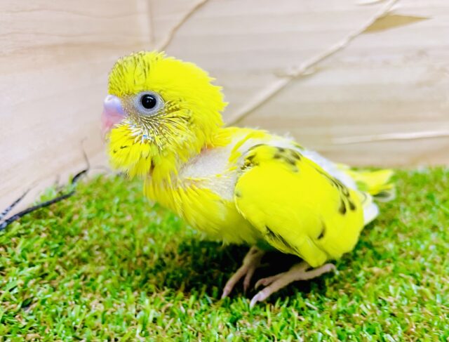 おっちょこちょい！？🟡寄り道好きなのー！　セキセイインコ　ハルクイン