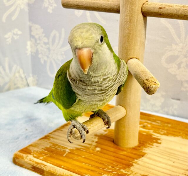 抹茶ちゃん🍵オキナインコ (グリーン) 2023年4月生まれ