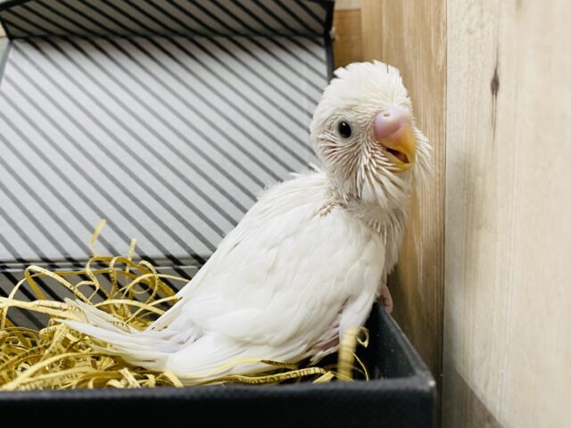 美しい真っ白な体に黒目ちゃん✨元気いっぱいなセキセイインコダブルファクター