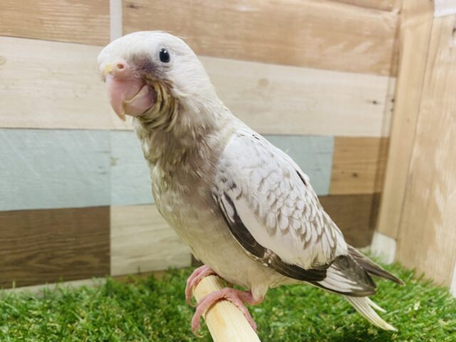 最新画像有り⭐️落ち着いたカラーにパール模様が素敵💓オカメインコ（ホワイトフェイスシナモンパール）